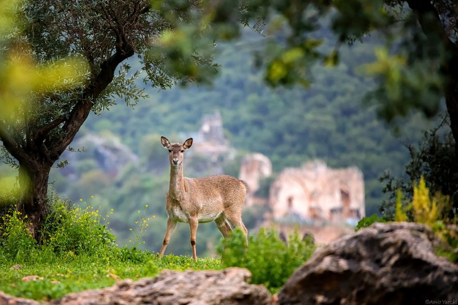 סביבה בטוחה